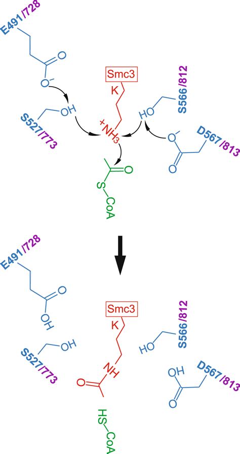 Proposed Catalytic Mechanism For Esco And Esco The Proposed