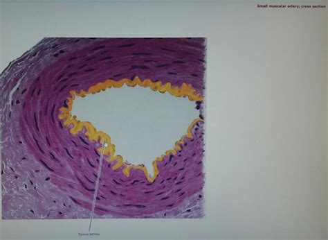 Bio Cardiovascular Lab Exam Study Guide Flashcards Easy Notecards