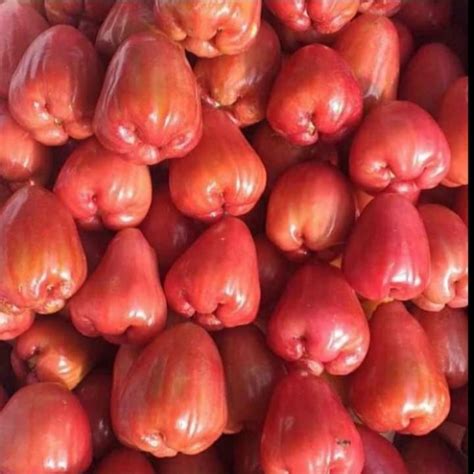 Jual Jambu Delima Demak Manis Kg Shopee Indonesia