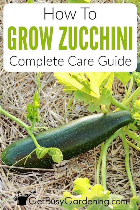 Growing Zucchini The Complete How To Guide Get Busy Gardening In