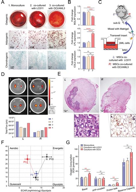 Aml Cell Coculture Facilitated Normal Hmscs To Differentiate Into The