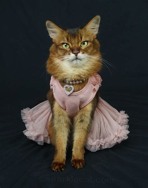 My Elegant New Cat Dress - Summer’s Fabulous Cat Life