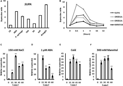 Frontiers Overexpression Of A Novel Arabidopsis Gene Supa Leads To