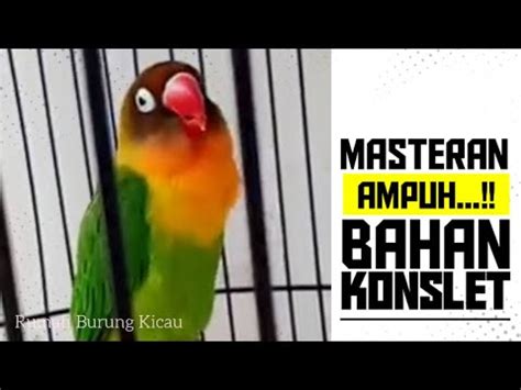 Lovebird Betina Konslet Masteran Dan Pancingan Ampuh Bahan Konslet