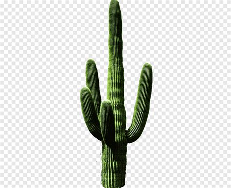 Cactus Saguaro Cactus Png Pngegg