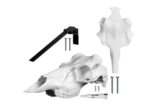 5 Great European Skull Mount Kits Outdoor Enthusiast Lifestyle Magazine