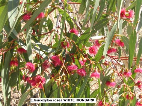 Eucalyptus Leucoxylon Rosea White Iron Bark — Australian Outback