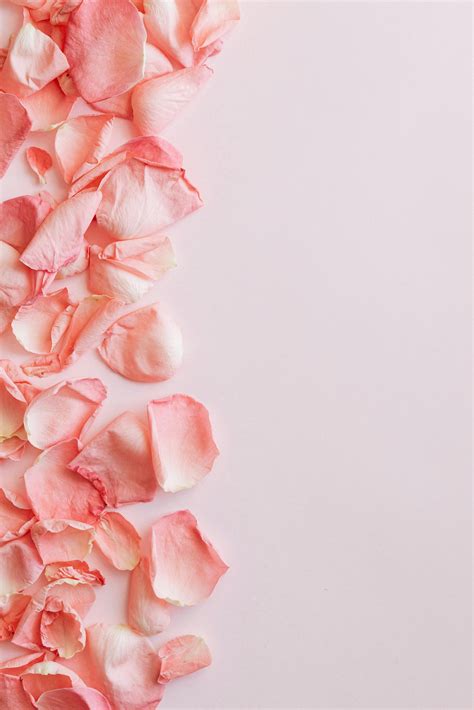 Bunch Of Pink Rose Petals On Pink Surface · Free Stock Photo