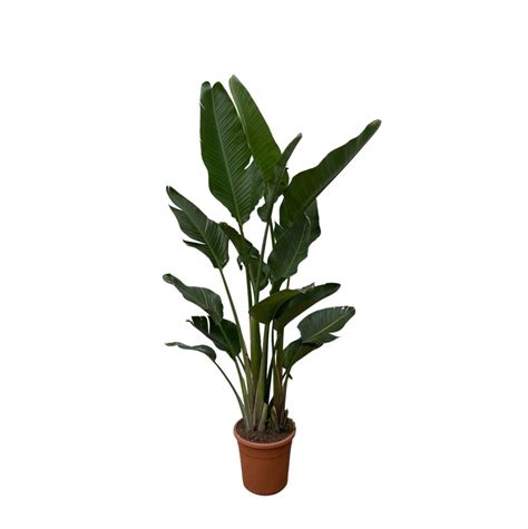 Xxl Plants Strelitzia Augusta Multi Stamm Cm Oragarden De