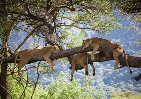 Lake Manyara National Park Entrance Fees Lake Manyara Tour