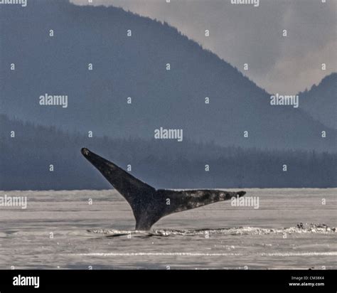 July 5 2012 Borough Of Juneau Alaska Us A Humpback Whale