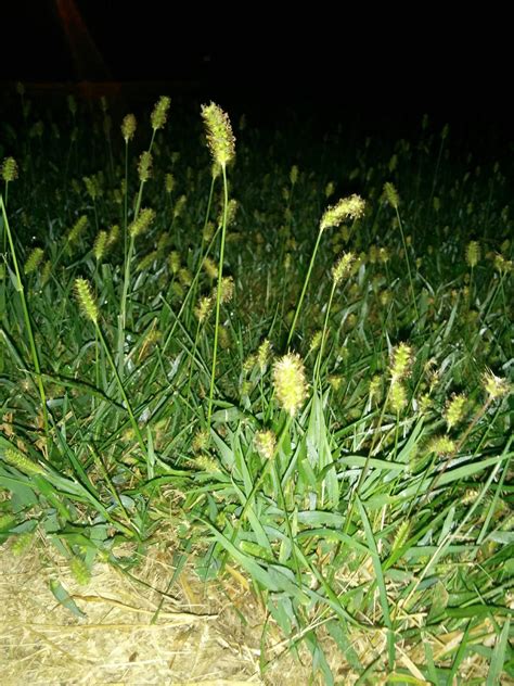 What type of weed is this in my lawn? - Gardening & Landscaping Stack ...