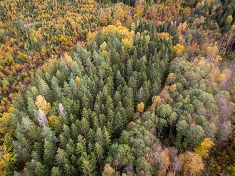 Vista Aérea Del Bosque De Coníferas Y Caducifolios En Colores Otoñales