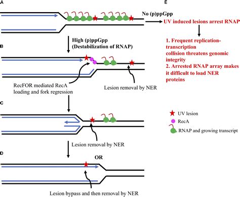 Frontiers Bacterial Chromosome Replication And Dna Repair During The