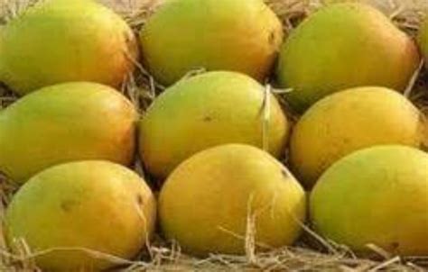 Yellow A Grade Himsagar Mango Crate Packaging Size Kg At Rs Kg