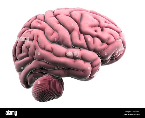 3d Rendered Illustration Of The Human Brain Anatomy Stock Photo Alamy