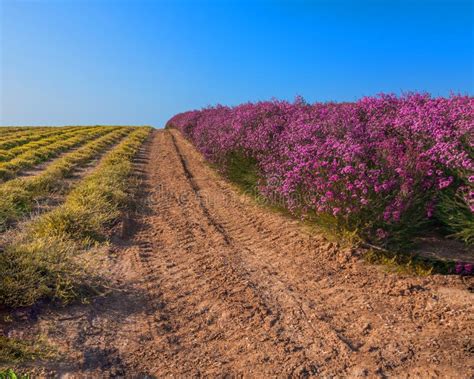 Lilac Flower Field Stock Photo Image Of Tranquil Road 39012054