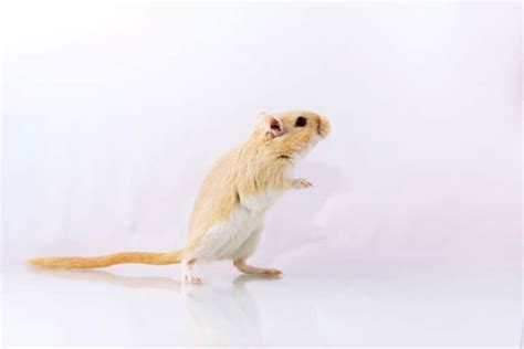 Gerbil Behavior – What is Your Gerbil Expressing? – thepetsavvy.com