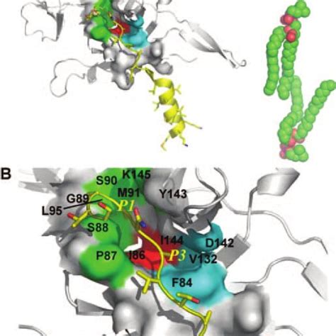 The Cleavage Site Of Signal Peptide Mutants By Various Signal Peptidase