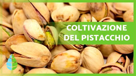 Come COLTIVARE PISTACCHI Semina COLTIVAZIONE E Raccolta YouTube