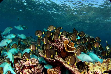 Herbivore Space Use Influences Coral Reef Recovery 100 Island Challenge