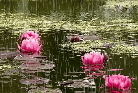 Bonitas Imagenes  De Flores Y Lluvia