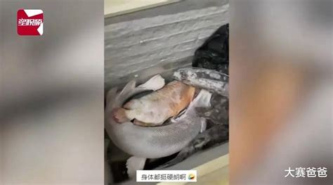 男子囤積7個冰櫃養死名貴魚價值百萬 壹讀