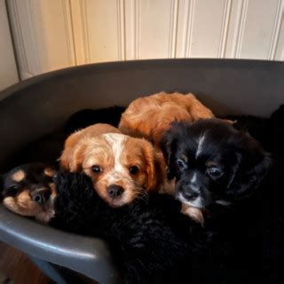 R Gammal Blandras Cockerspaniel Cavalier King Charles Spaniel S Ljs