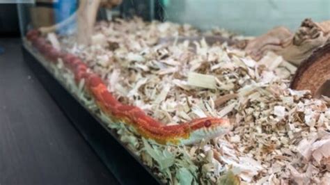 Critical Things Corn Snakes Need In Their Tank Fur Wings Scaly