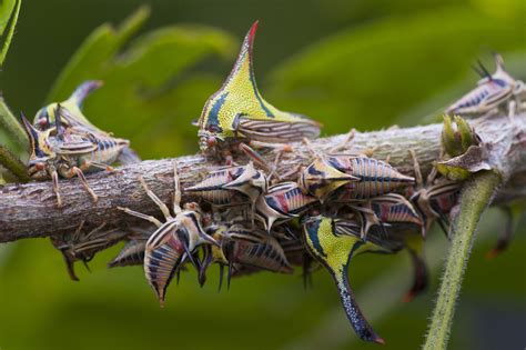 The Most Beautiful Insects In The World