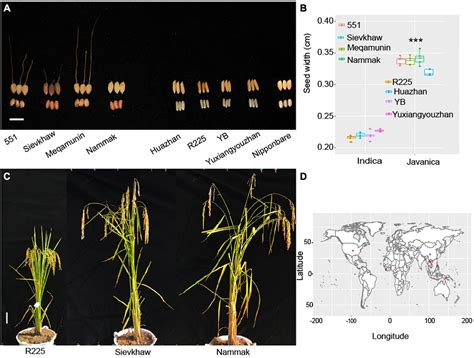 Frontiers Whole Genome Resequencing Of 20 Accessions Of Rice