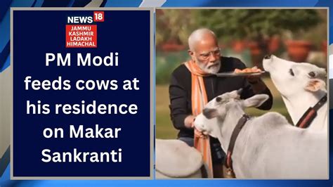 Watch Pm Modi Feeds Cows At His Residence On Makar Sankranti Youtube