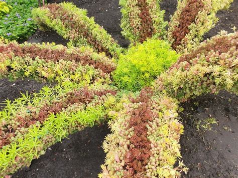 Flower Bed Decoration Sedum and Succulents Stock Image - Image of ...