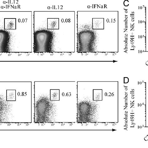 Proinflammatory Cytokines Il 12 And Type I Ifns Drive Proliferation Of