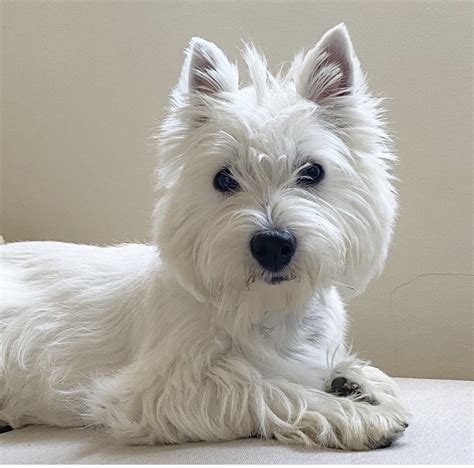 West highland white terrier à donner adoption Québec