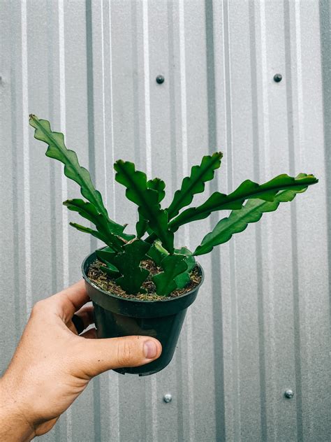 4" Epiphyllum Anguliger 'Ric Rac Cactus' – BWH Plant Co