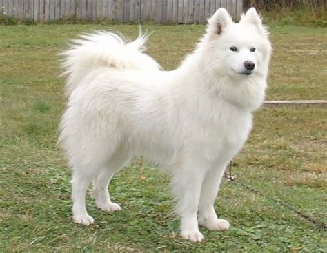 23+ Samoyed Dog Full Size - l2sanpiero