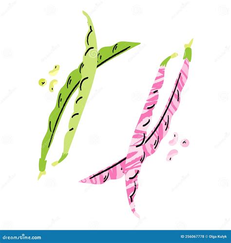 Green And Pink Bean Pods Isolated On White Background Harvest