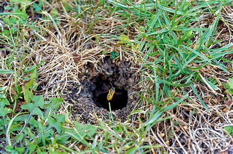 Bees Nest In Ground Removal Lakeland Fl Florida Bee Removal