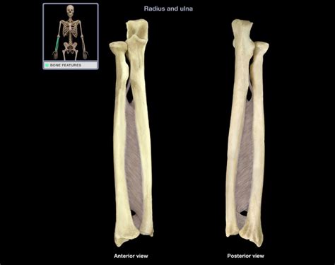 radius and ulna! Diagram | Quizlet