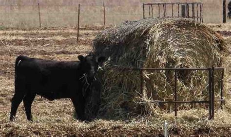 Stable flies emerging as spring temperatures rise | Extension Entomology