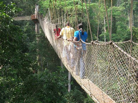 Canopy Walkway In Nyungwe Forest National Park Nyungwe Tours