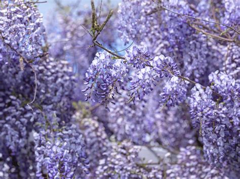 How To Plant Grow And Care For Wisteria