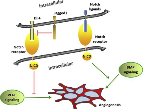 Notch Effect On Angiogenesis Deltalike Dll Negatively Regulates