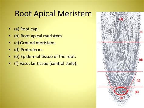 Ppt Plant Science Powerpoint Presentation Free Download Id2163832