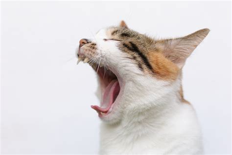 Gingivitis in Cats | Great Pet Care