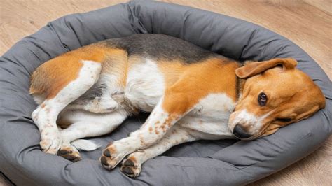 Cette véritable raison pour laquelle les chiens tournent en rond avant