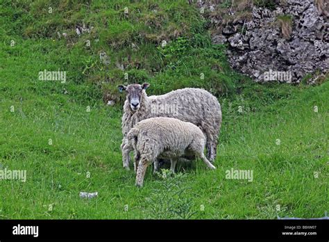 Peak District National Park Stock Photo - Alamy