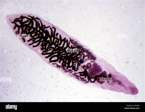 Fluke worms hi-res stock photography and images - Alamy