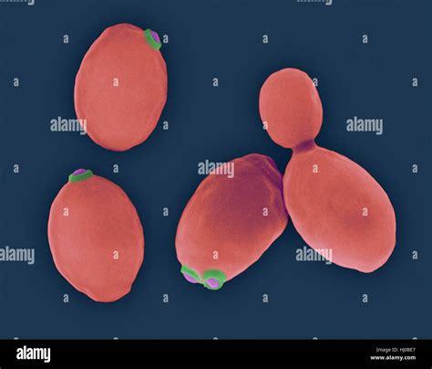 Saccharomyces Cerevisiae Microscope Labeled
